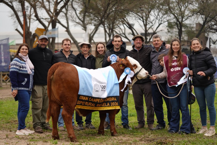 La Gran Campe&oacute;n Hembra de la primera jura de la raza Braford en la muestra agroganadera, industrial y comercial de Rafaela. (FOTO PRENSA SRR)