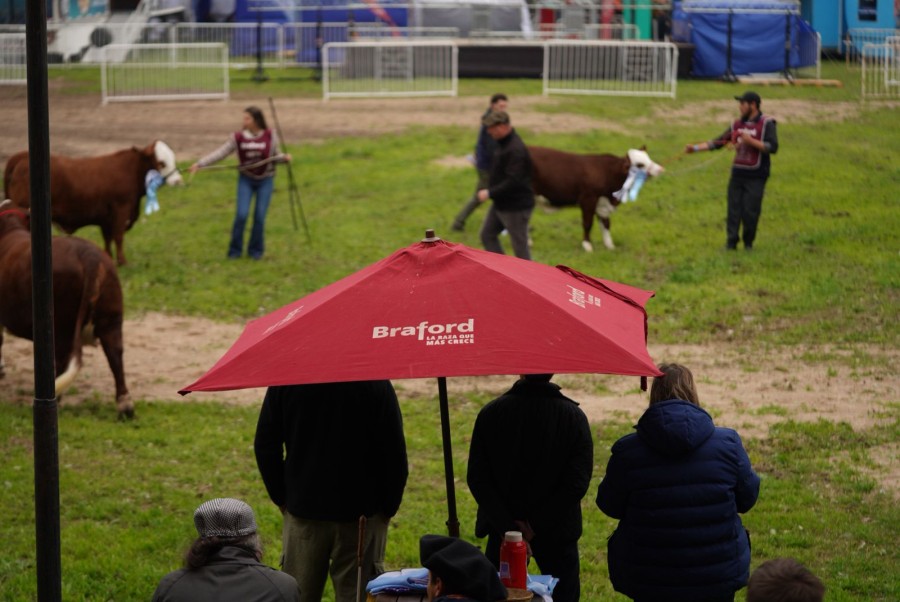El Braford debut&oacute; en la ExpoRural y proyecta m&aacute;s crecimiento en la regi&oacute;n. (FOTO PRENSA RURAL)
