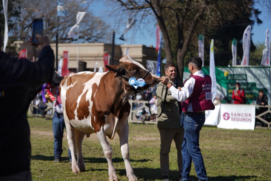 De aquel ternerito con futuro incierto a este Gran Campe&oacute;n de la ExpoRural.(FOTO PRENSA SRR)