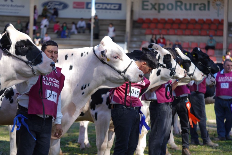 La pista central de la Sociedad Rural celebra la raza Holando Argentino. (FOTO PRENSA SRR)
