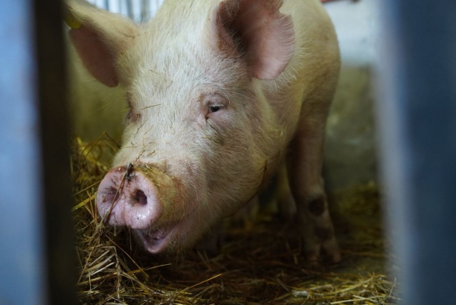 EJEMPLARES. Ma&ntilde;ana los porcinos saldr&aacute;n a la venta en el sector de Animales de Granja, junto a ovinos, caprinos y equinos.