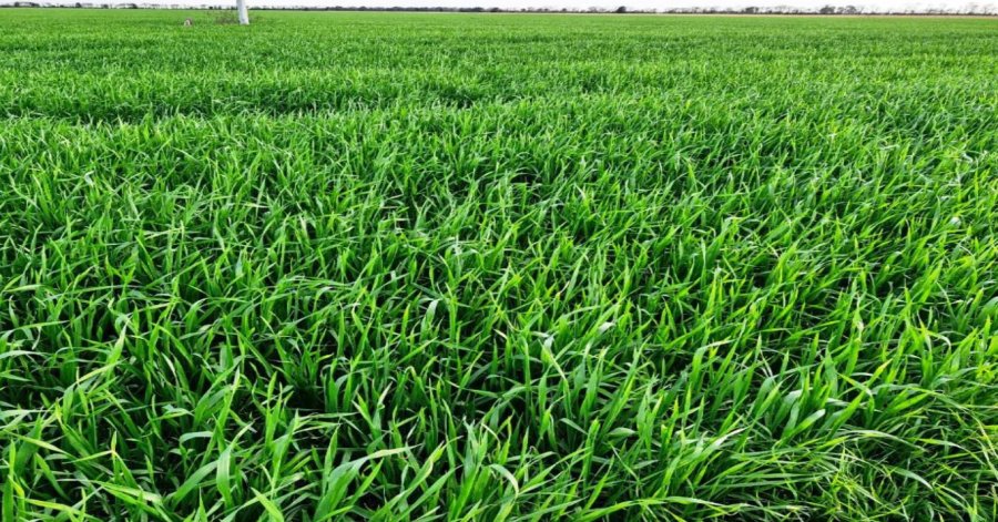 Lote con trigo, variedad ciclo largo en excelente estado, en pleno proceso de macollaje e inicio de enca&ntilde;az&oacute;n en el centro del departamento Castellanos. (FOTO BCSF)