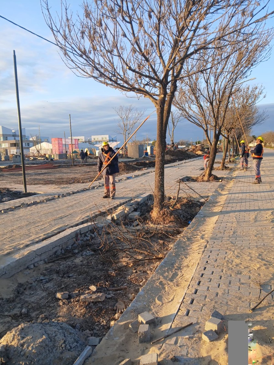 Se realizan trabajos de poda sobre el arbolado ubicado en el entorno del nuevo Estadio Multiprop&oacute;sito.