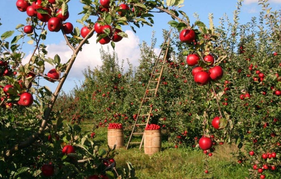 Cosecha de manzanas.