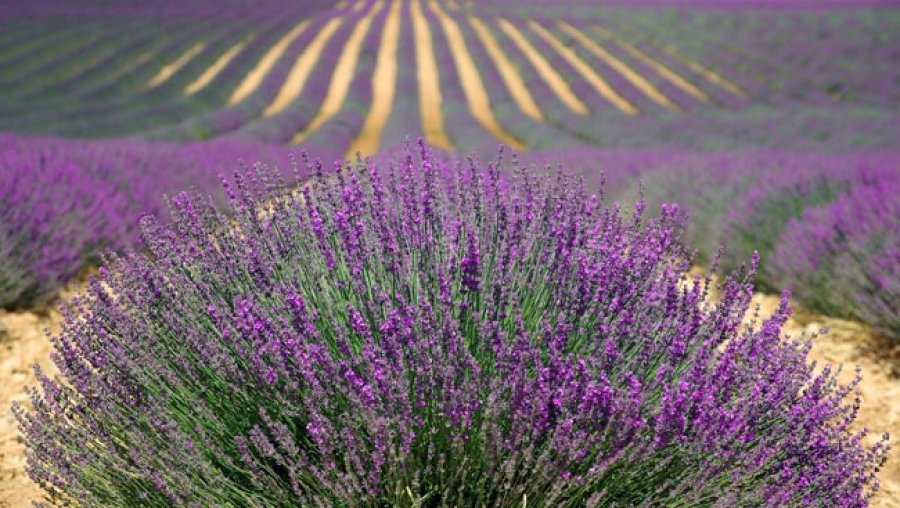 Campos de lavanda.