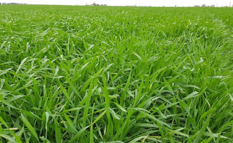 Lote con trigo de variedad ciclo intermedio en excelente estado, en el noroeste del departamento Castellanos.