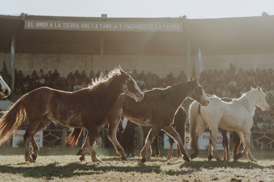 RESOLUCION. La medida busca reforzar la trazabilidad, la sanidad animal y el perfil exportador del pa&iacute;s.