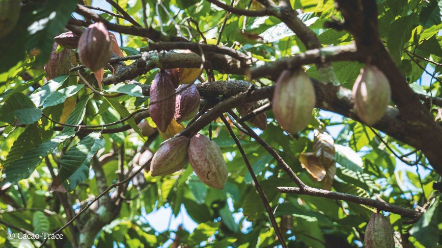 Plantaci&oacute;n de cacao