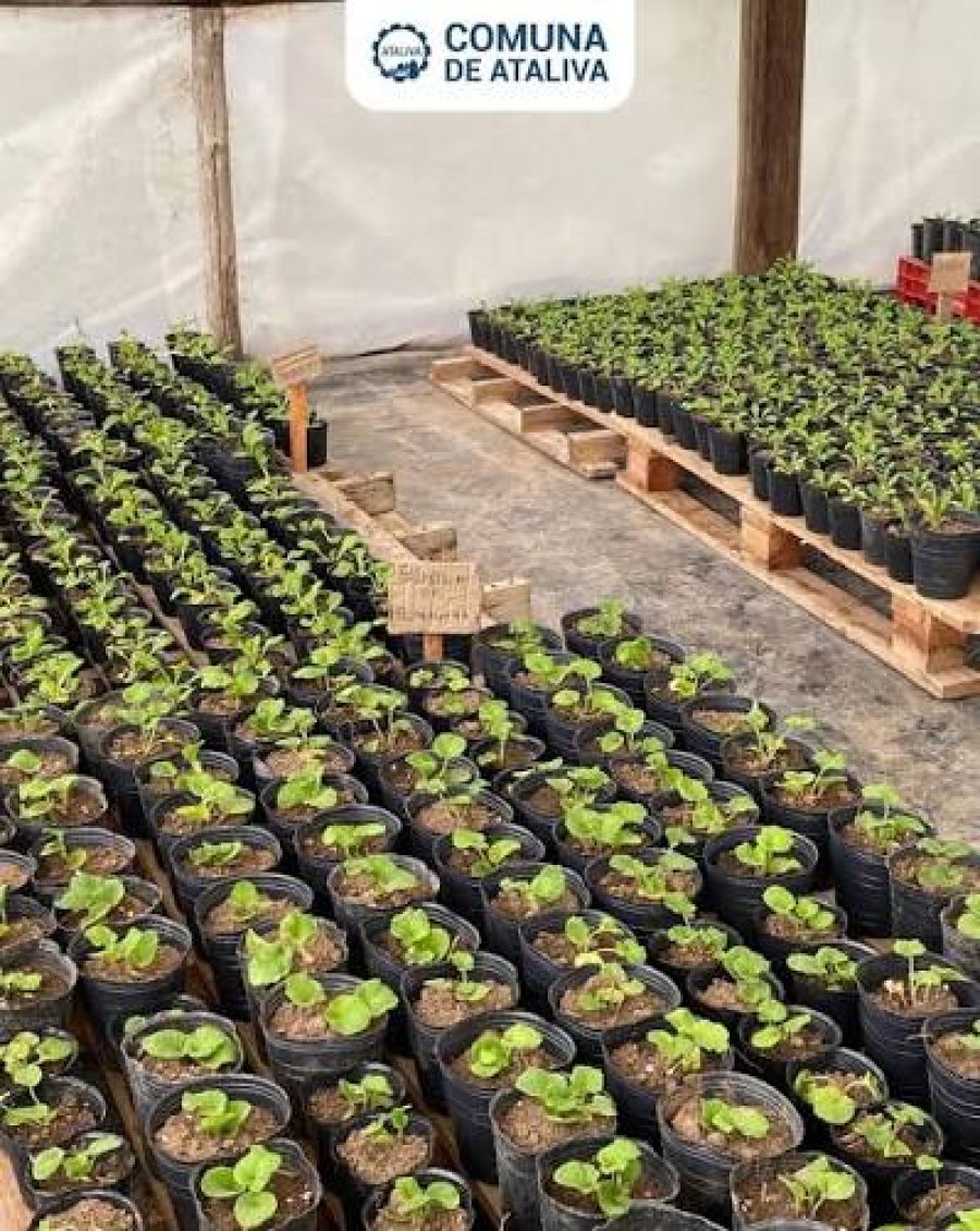 Vista paarcial del vivero que confirma lo constatado.