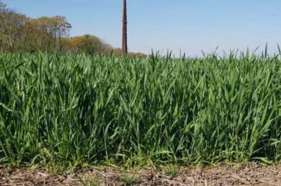 Lote con trigo variedad ciclo intermedio en desarrollo vegetativo en excelente estado, en el centro del departamento Castellanos. (FOTO BCSF)