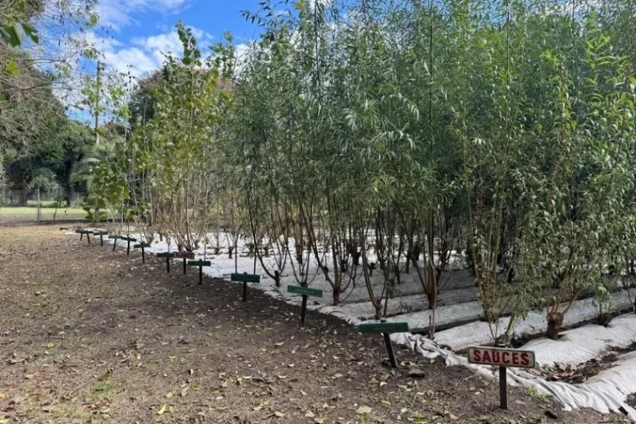 El Municipio recibe fondos para destinar a forestaci&oacute;n y jardineri&iacute;a.