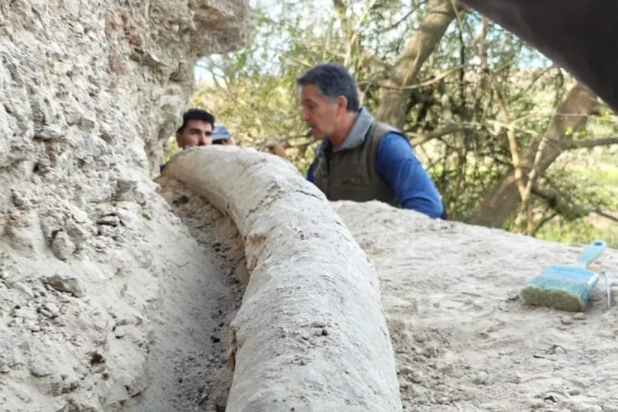 EN SAN PEDRO. Encontraron el &ldquo;colmillo&rdquo; de mastodonte m&aacute;s largo de Sudam&eacute;rica.