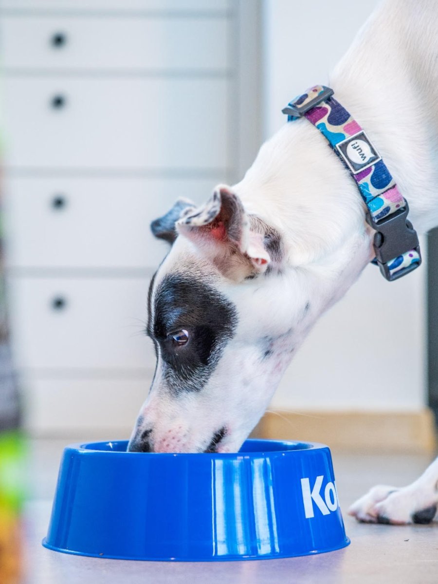 Las mascotas no deben comprarse, para incorporarlas a la familia se debe adoptar.