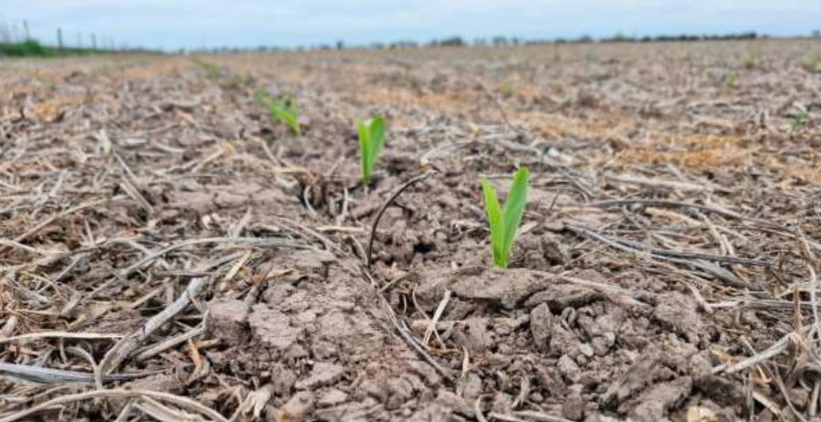 Lote con rastrojo de soja temprana, en pleno proceso de emergencia y crecimiento de ma&iacute;z temprano (de primera) en el departamento Castellanos.