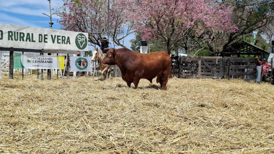 En esta nueva edici&oacute;n se comercializ&oacute; una oferta de gran calidad gen&eacute;tica, compuesta por 40 toros Angus, 40 toros Brangus y 60 vaquillonas Angus y Brangus.