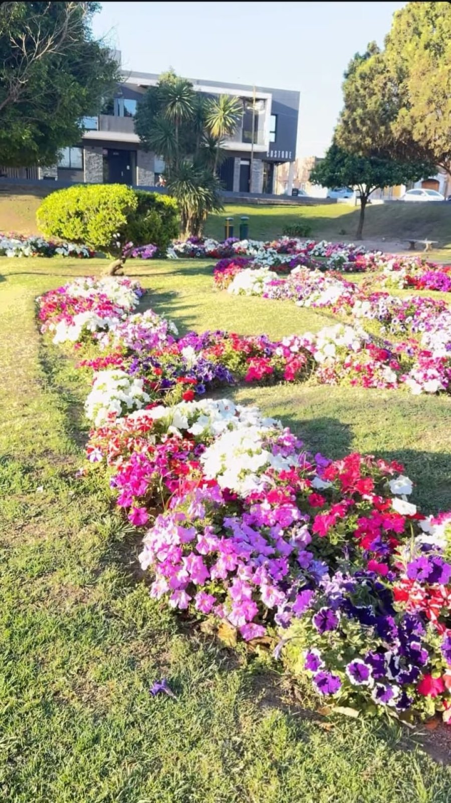 PRIMAVERA A FULL. La Placita Honda brilla por sus renovados canteros florecidos en estos primeros d&iacute;as de la estaci&oacute;n m&aacute;s linda del a&ntilde;o.